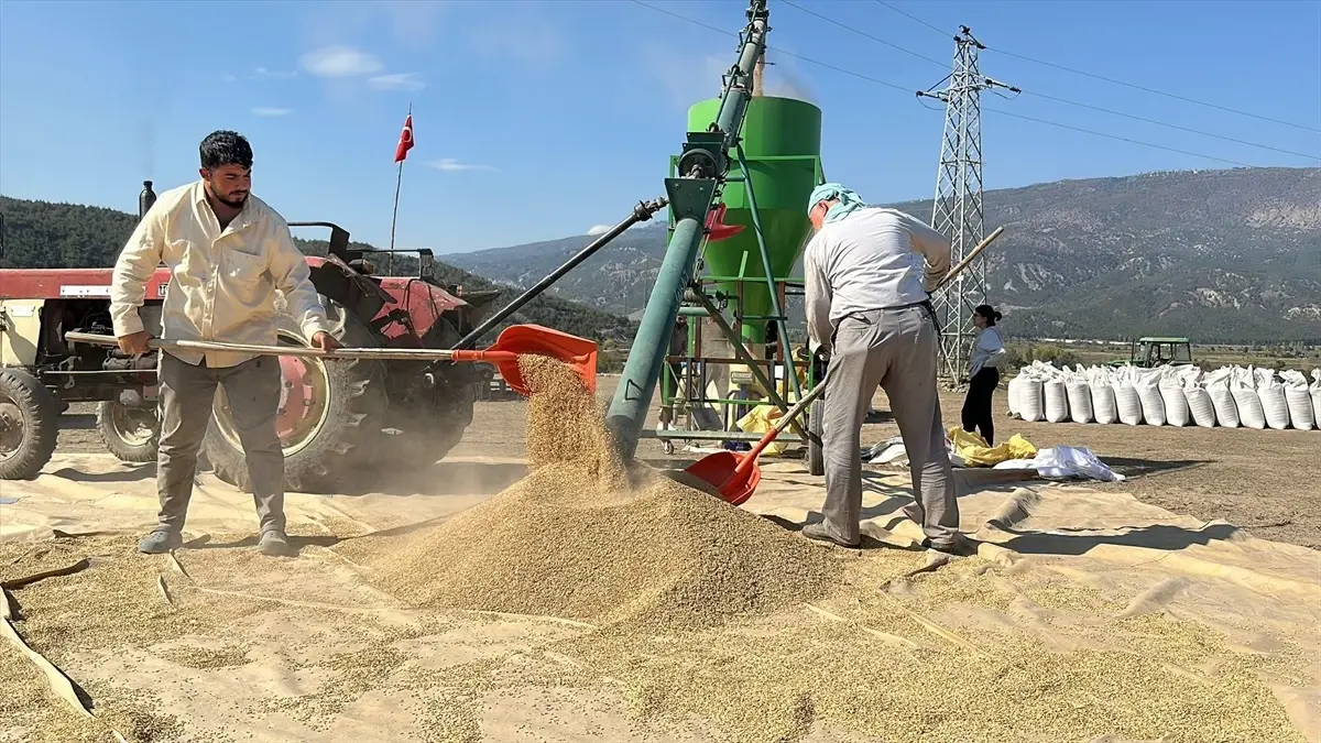 corumda celtik hasadi ve kurutma sureci CR6tidby.jpg