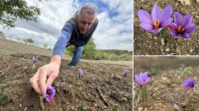 dunyanin en pahali baharati kilosu 450 bin tlden satiliyor soguk havalardan dolayi erken cicek acti jM6pAr3y.webp