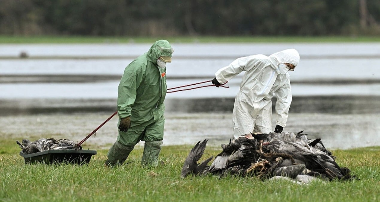 h5n1 hizla yayiliyor 500 bin hayvan itlaf edildi pandemiye donusebilir 52KWgKs1.jpg