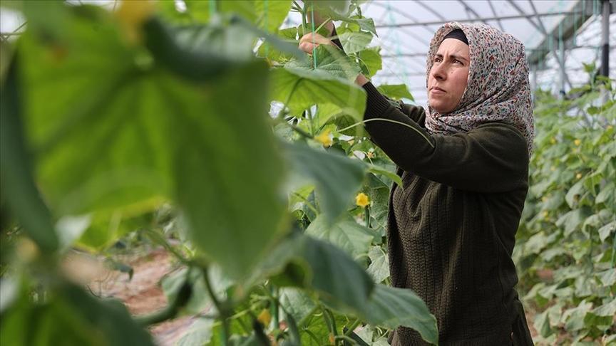 kadin girisimci devlet destegiyle kurdugu serada uretime katki sagliyor Nik3Q1Gn.jpg