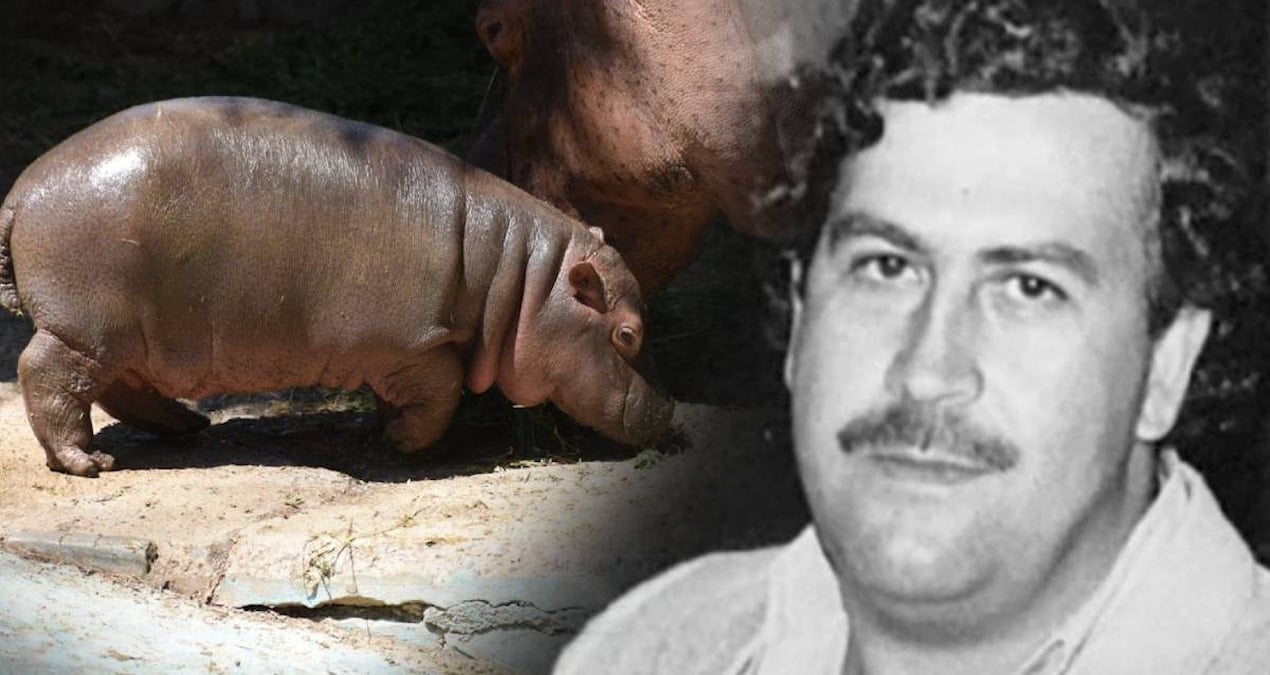 Escobar’ın Su Aygırları Kolombiya İçin Tehdit Oluşturuyor: Kontroversiyel İtlaf Kararı