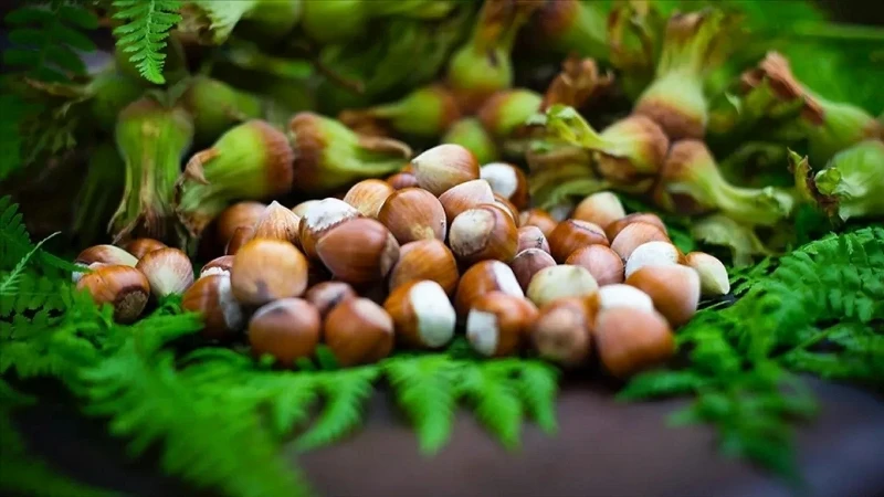 Giresun Yağlı Fındığı ve Kısırlık Üzerindeki Etkisi Araştırılıyor