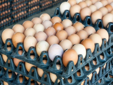 Yumurtalarda salmonella alarmi milyonlarca urun icin geri cagirma karari SOLJG9Gl