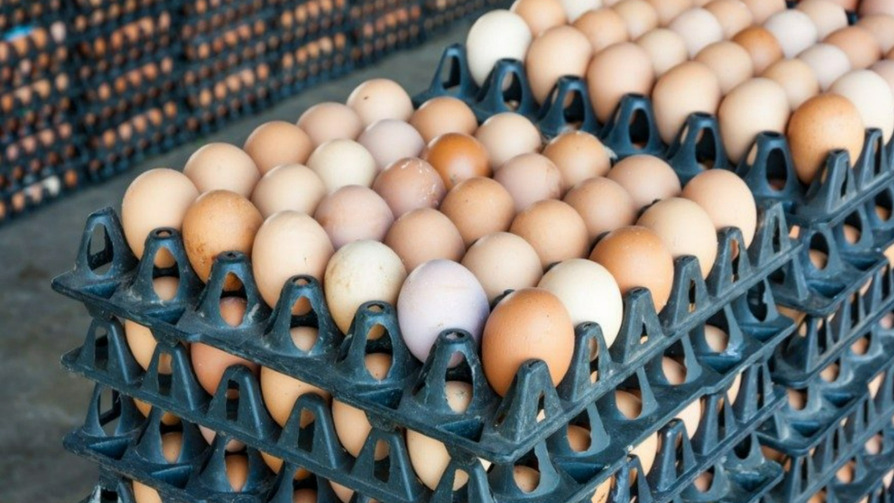 Yumurtalarda salmonella alarmi milyonlarca urun icin geri cagirma karari SOLJG9Gl